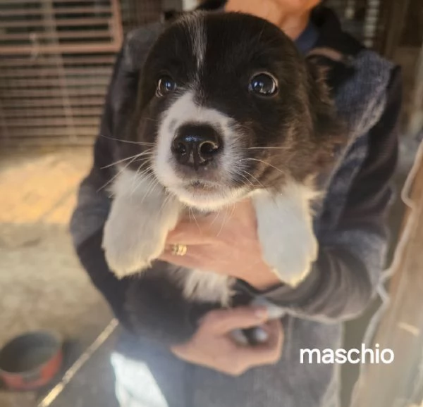 Cuccioli border collie