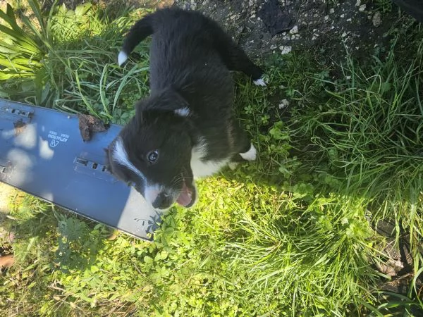 Cuccioli border collie | Foto 1