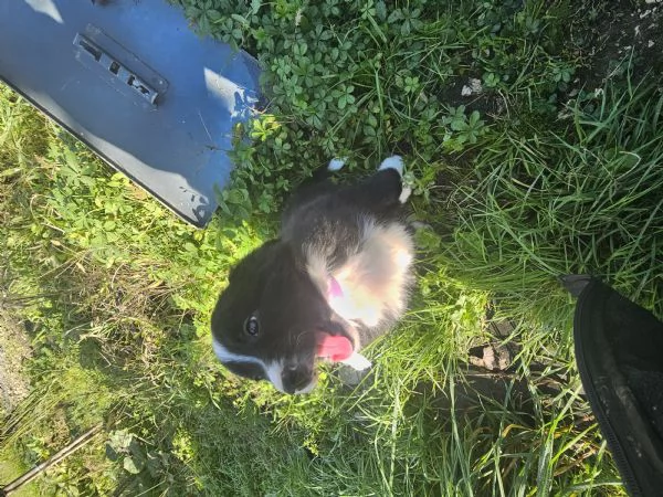 Cuccioli border collie | Foto 0