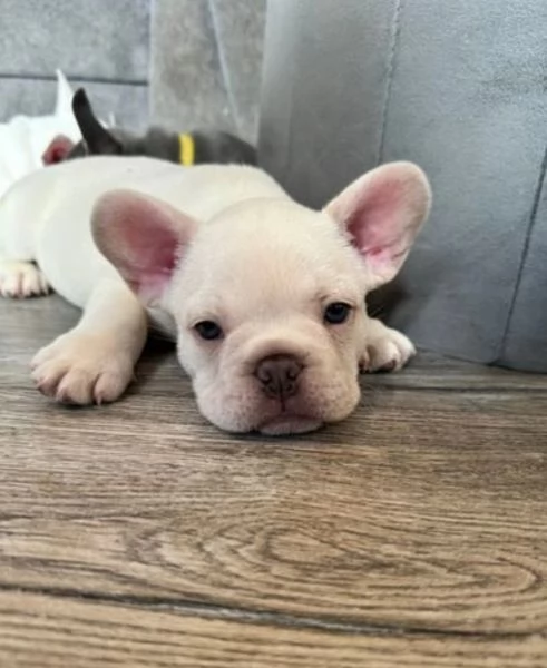 Cuccioli di Bulldog francese