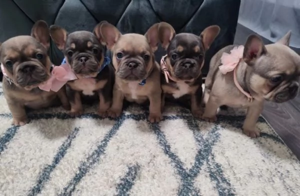 4Cuccioli di Bulldog francese