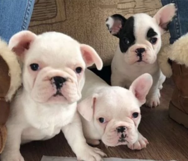 Cuccioli di Bulldog francese 4 