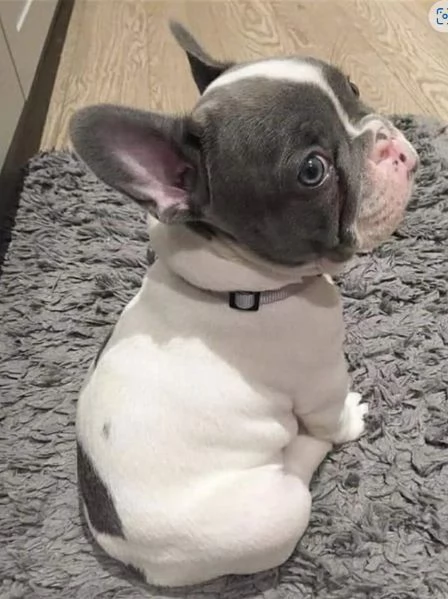 Cuccioli Bouledogue di Bulldog francese | Foto 0