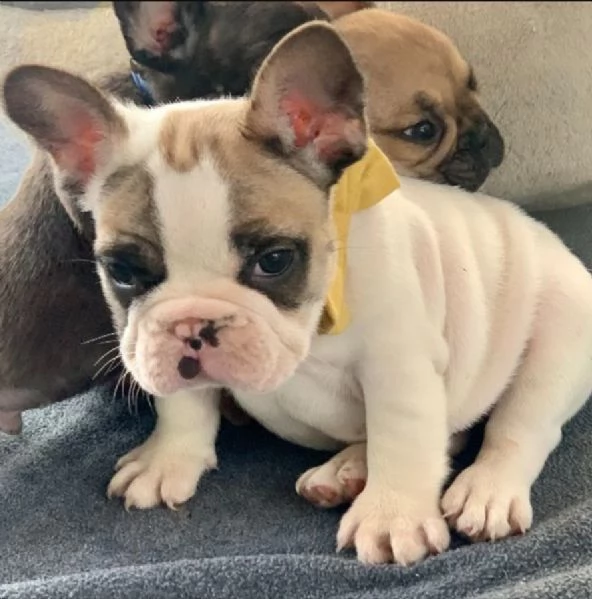  in adozione i nostri cuccioli di bulldog francese | Foto 0