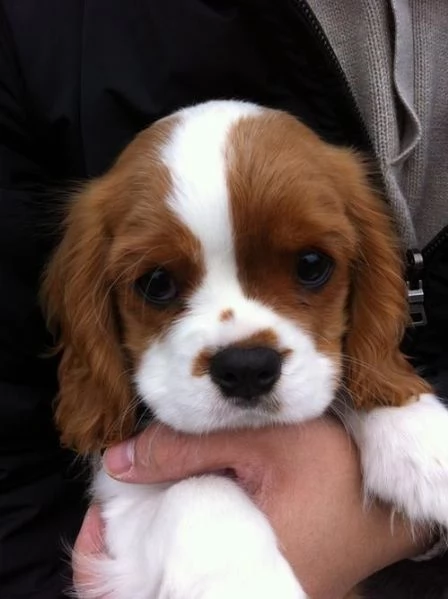 regalo cavalier king cuccioli meravigliosi  nati in casa da nostri esemplari ipertipici carattere o