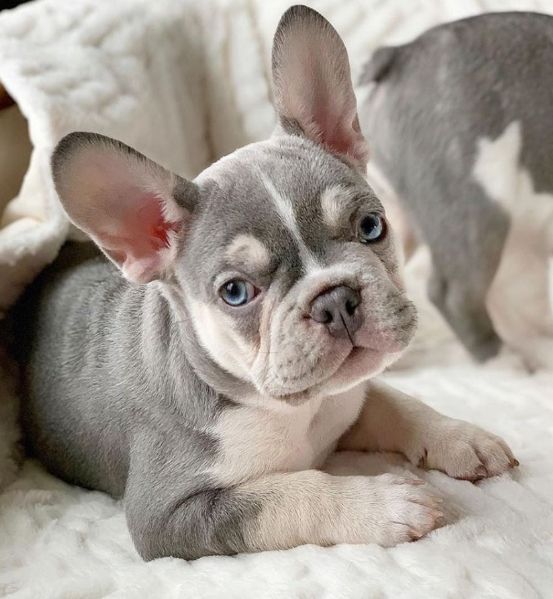 in adozione i nostri cuccioli di bulldog francese  | Foto 0