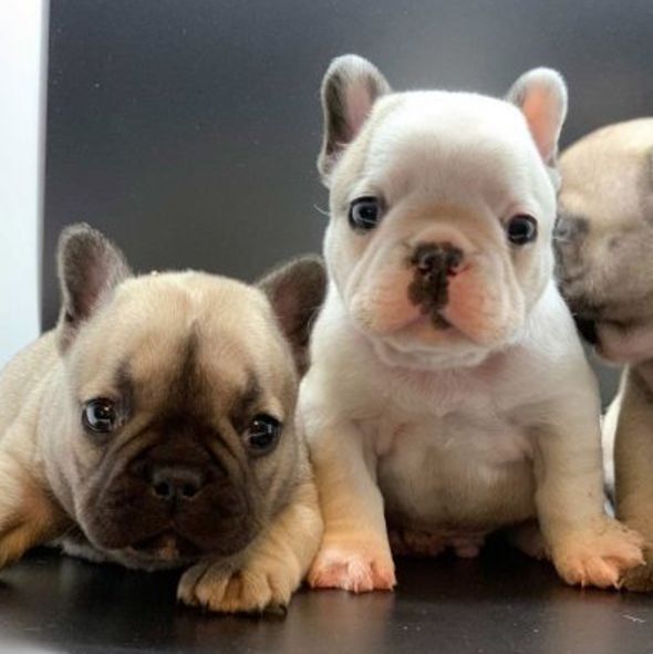 in adozione i nostri cuccioli di bulldog francese 