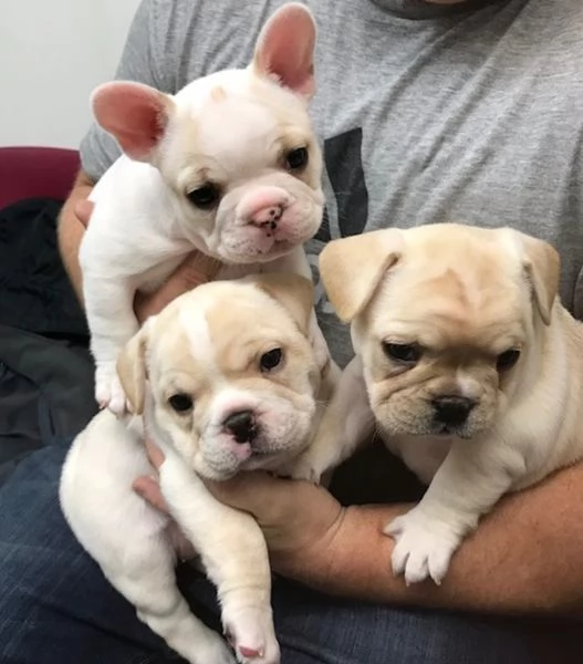 Cuccioli di Bulldog francese | Foto 0