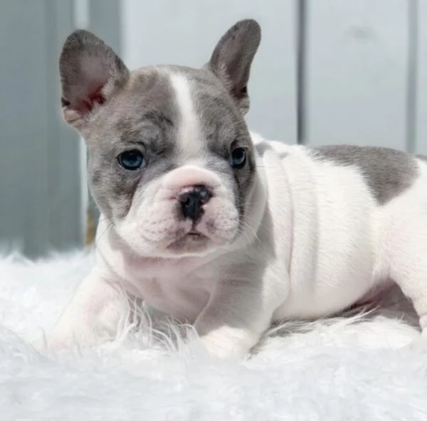 Cuccioli di Bulldog francese