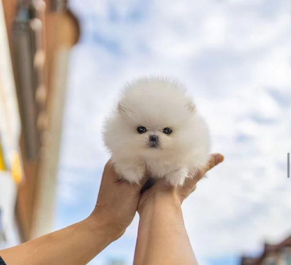 Cuccioli di Pomerania Teacup | Foto 0