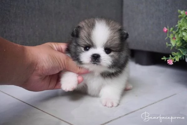 Cuccioli di Pomerania Teacup