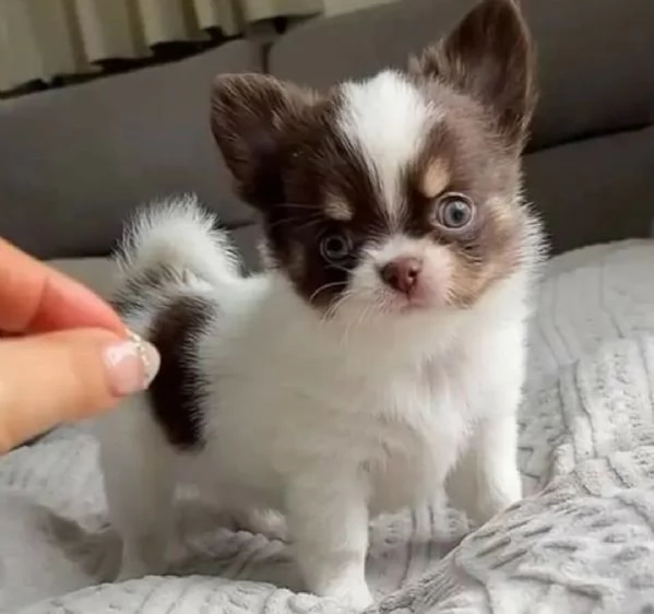 Cuccioli di chihuahua Teacup