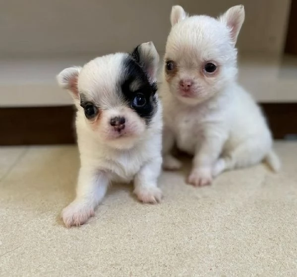 Cuccioli di chihuahua Teacup | Foto 0