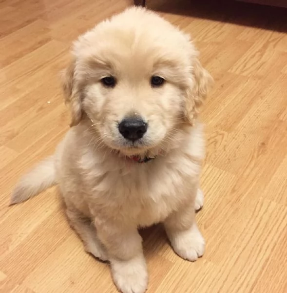 Adorabili cuccioli di Golden Retriever | Foto 0