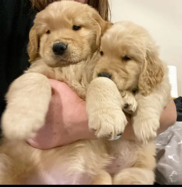 Adorabili cuccioli di Golden Retriever