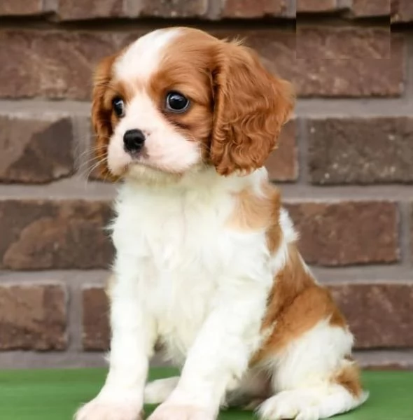 Cuccioli di Cavalier King Charles Spaniel