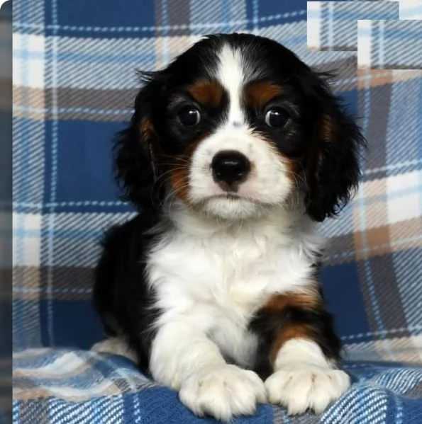 Cuccioli di Cavalier King Charles Spaniel | Foto 1