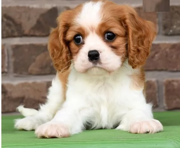 Cuccioli di Cavalier King Charles Spaniel | Foto 0