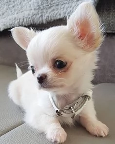 Vendita cucciolo Chihuahua