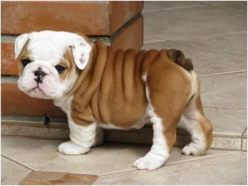 Vendita cucciolo Cuccioli di bulldog | Foto 0