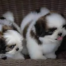 Vendita cucciolo SHITZU SHIHTZU CUCCIOLI