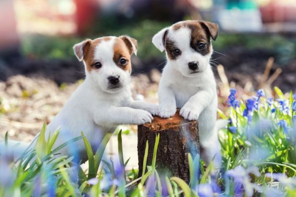 Vendita cucciolo Jack Russell  | Foto 0