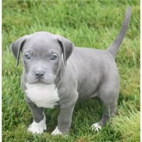 bellissima Pitt red nose in adozione cerca casa 