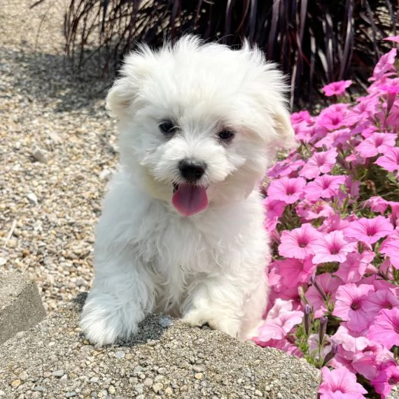 Regalo cuccioli di maltese per ladozione disponibili per una buona case i cuccioli sono ben treno 