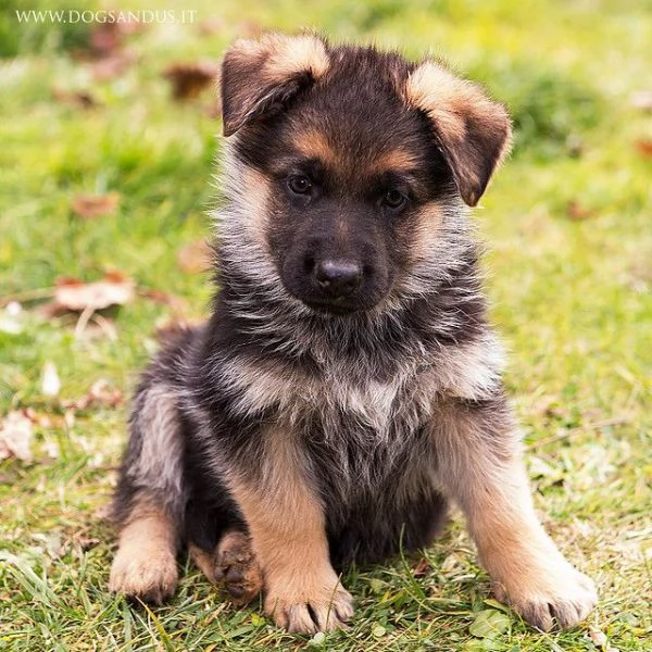 Regalo CUCCIOLI PASTORE TEDESCO CUCCIOLI DI PASTORE TEDESCO SONO 3 FEMMINE E 2 MASCHIO LE FOTO SONO