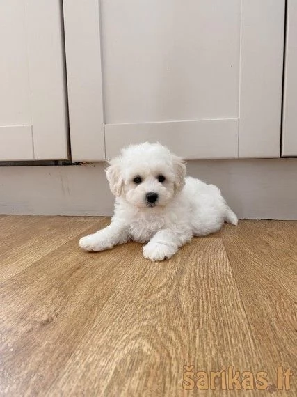 Cuccioli maltesi Incontra la nostra nuova cucciolata Questi cuccioli maltesi sono sempre felici di 