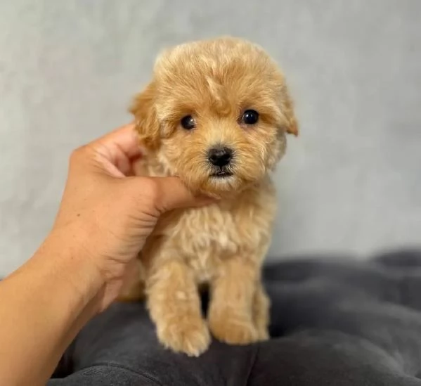 Cuccioli di Maltipoo