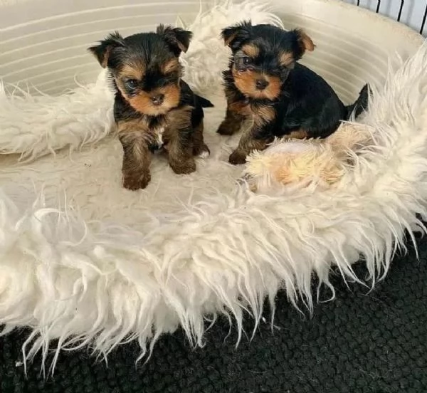 Cuccioli di Yorkie