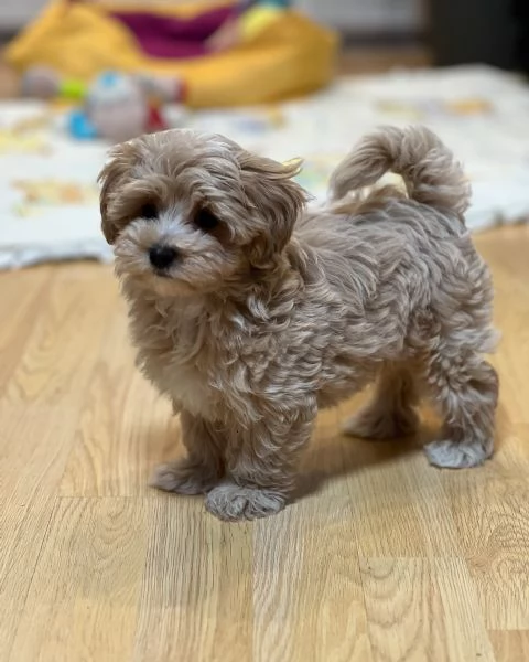 Cuccioli di Maltipoo