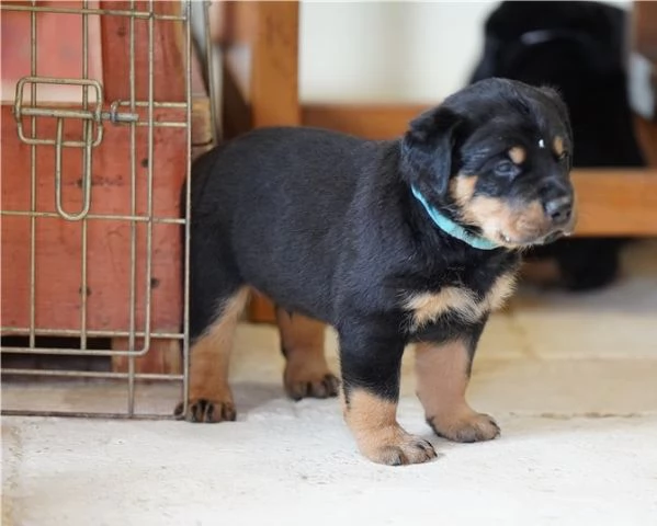 Cuccioli di rottweiler in vendita