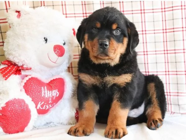 Cuccioli di rottweiler in vendita | Foto 0