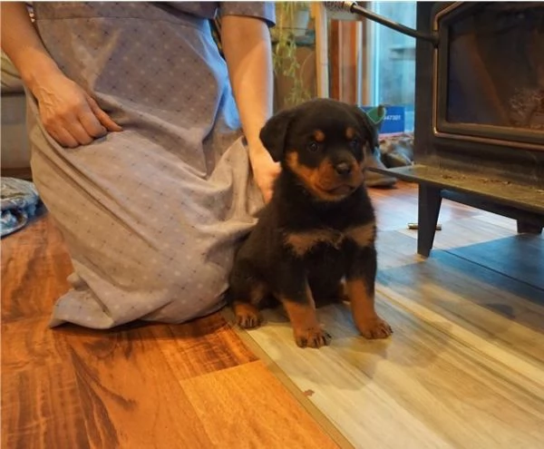 Cuccioli di rottweiler in vendita