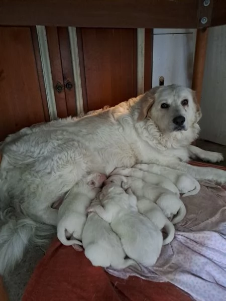 Cuccioli Pastore Maremmano  | Foto 0