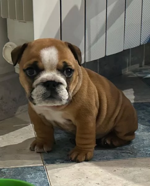 cucciola di bulldog inglese femmina | Foto 4