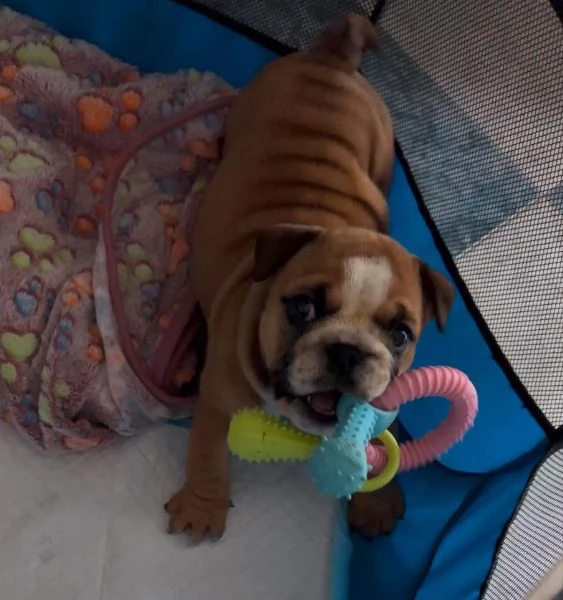 cucciola di bulldog inglese femmina | Foto 2