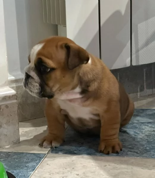 cucciola di bulldog inglese femmina | Foto 1