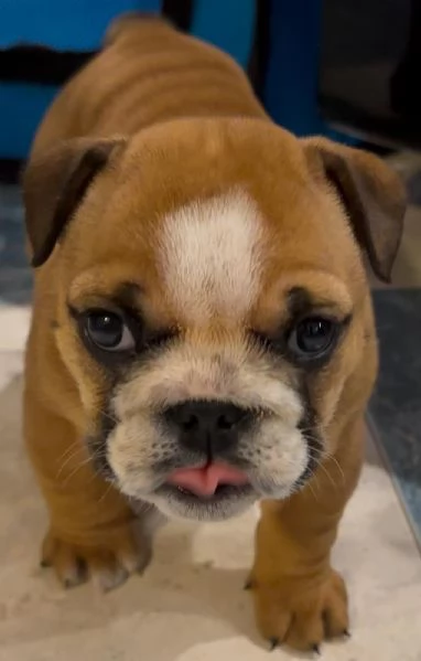 cucciola di bulldog inglese femmina