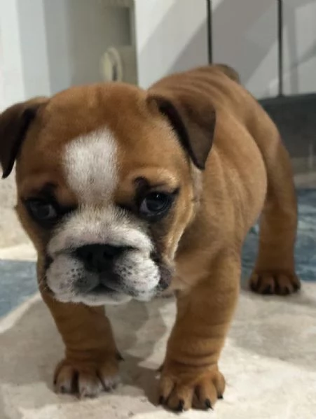 cucciola di bulldog inglese femmina | Foto 0