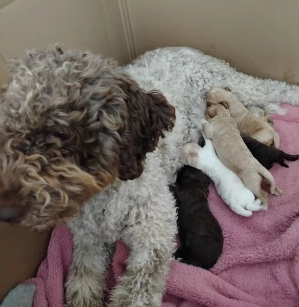 Splendidi cuccioli di Lagotto Romagnolo 