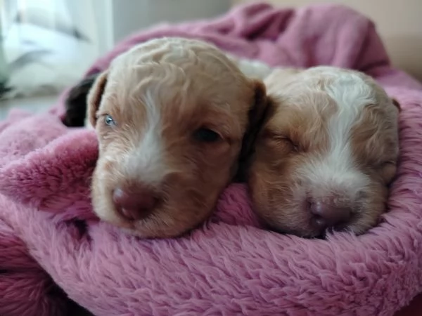 Splendidi cuccioli di Lagotto Romagnolo  | Foto 5