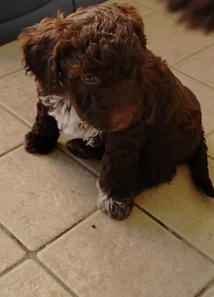 Splendidi cuccioli di Lagotto Romagnolo  | Foto 4