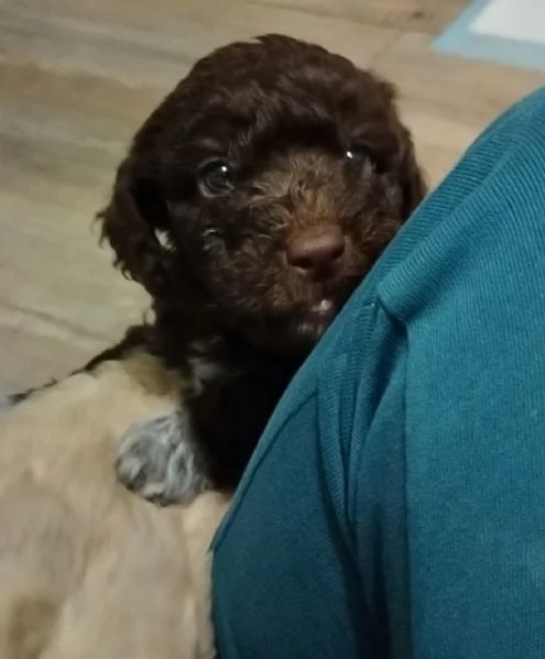 Splendidi cuccioli di Lagotto Romagnolo  | Foto 3