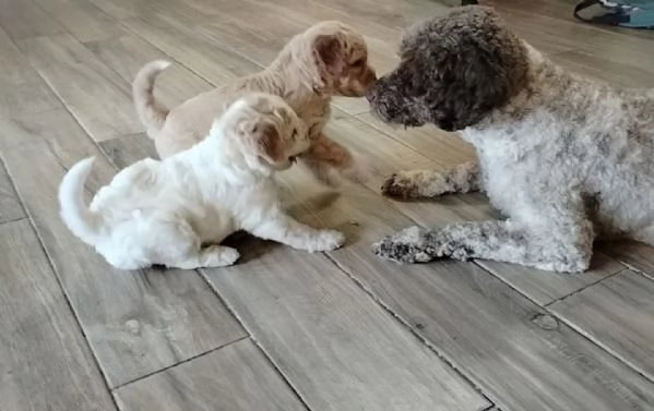 Splendidi cuccioli di Lagotto Romagnolo  | Foto 2