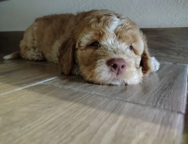 Splendidi cuccioli di Lagotto Romagnolo  | Foto 1