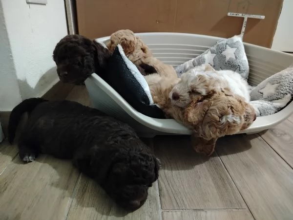 Splendidi cuccioli di Lagotto Romagnolo  | Foto 0