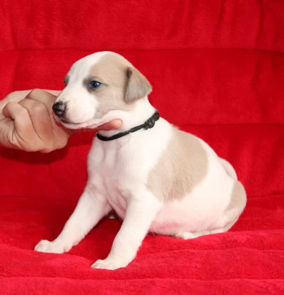 Cuccioli di levriero whippet 